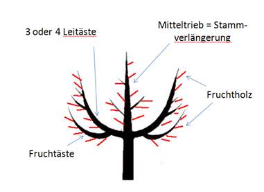 (Quelle Bildteil Baum : Uni Kassel, Fachgebiet Sonderkulturen, Dr. Christian Schüler)